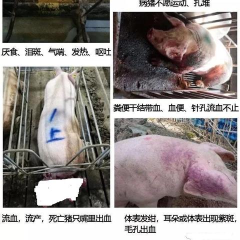 非洲猪瘟最新动态报道