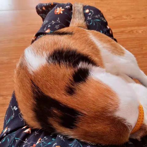健康猫动态更新